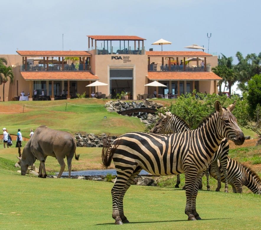 Zebras - Vipingo Ridge