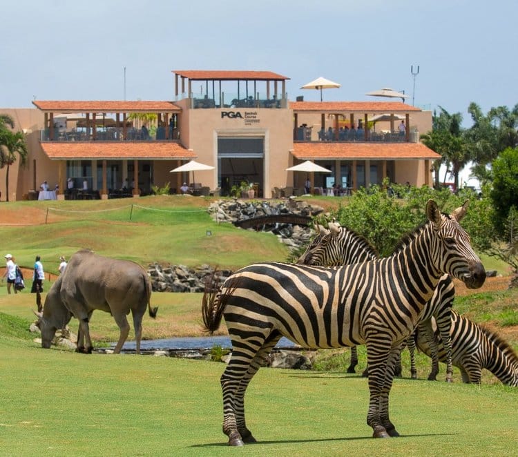 Zebra - Vipingo